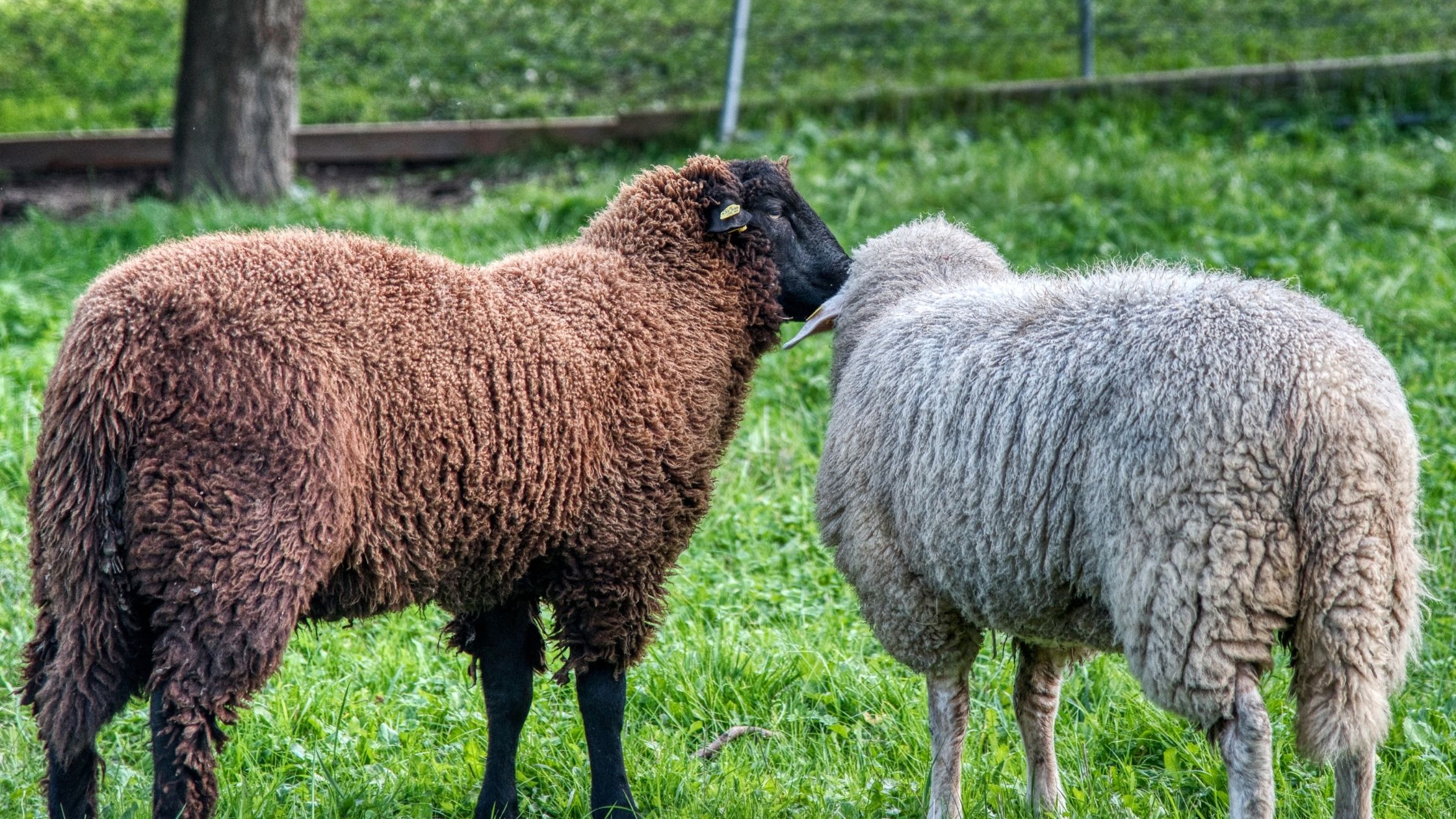 Spotted Sheep: Science Proves Weird Bible Story True